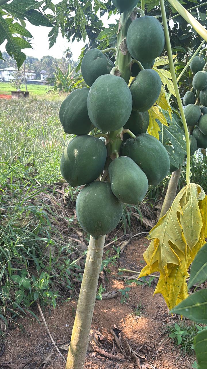 Papaya Semi Ripe