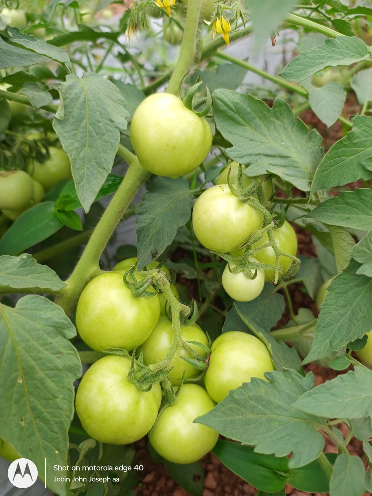 Green Tomatoes