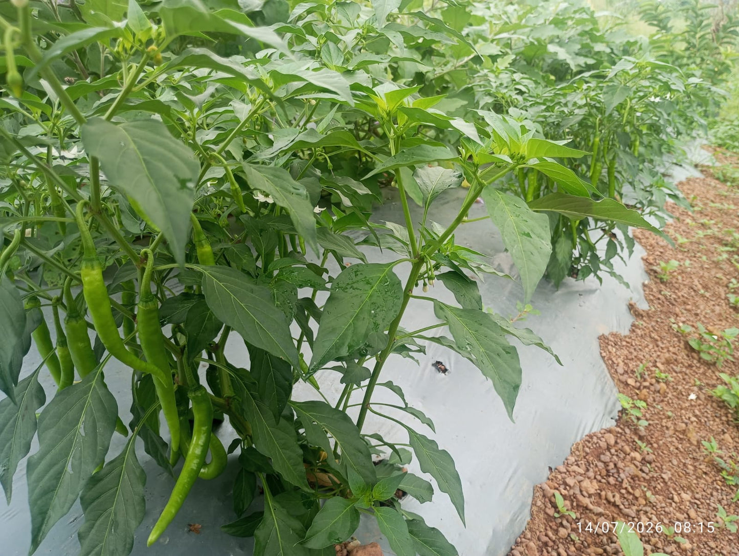 Farm Fresh Green Chilli