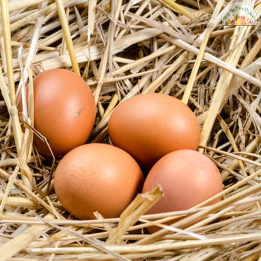 Egg Nadan Mutta 6 nos