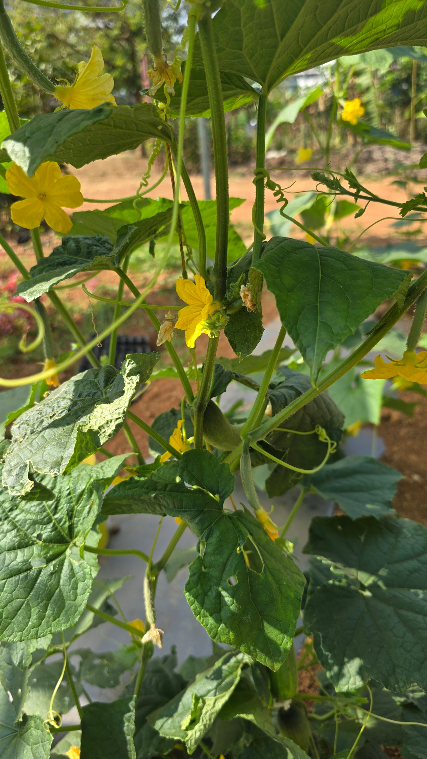 Cucumber Nadan