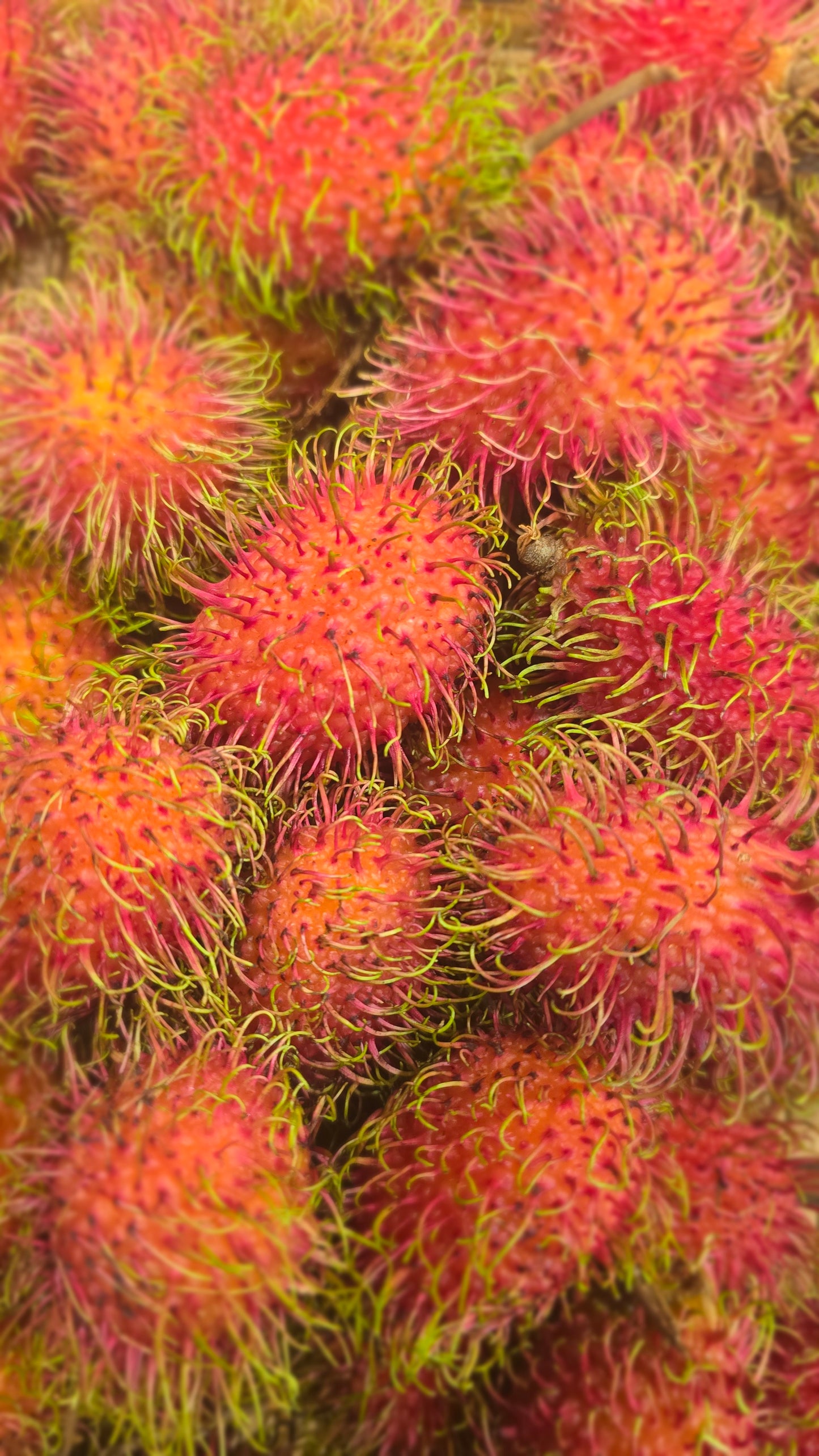 Rambutan -Q1000