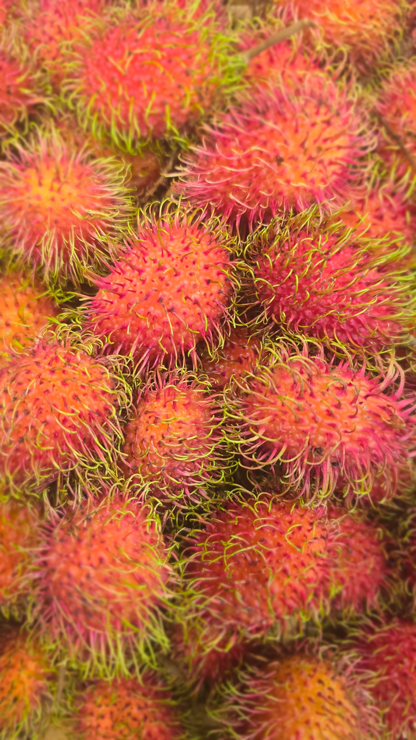 Rambutan -Q1000