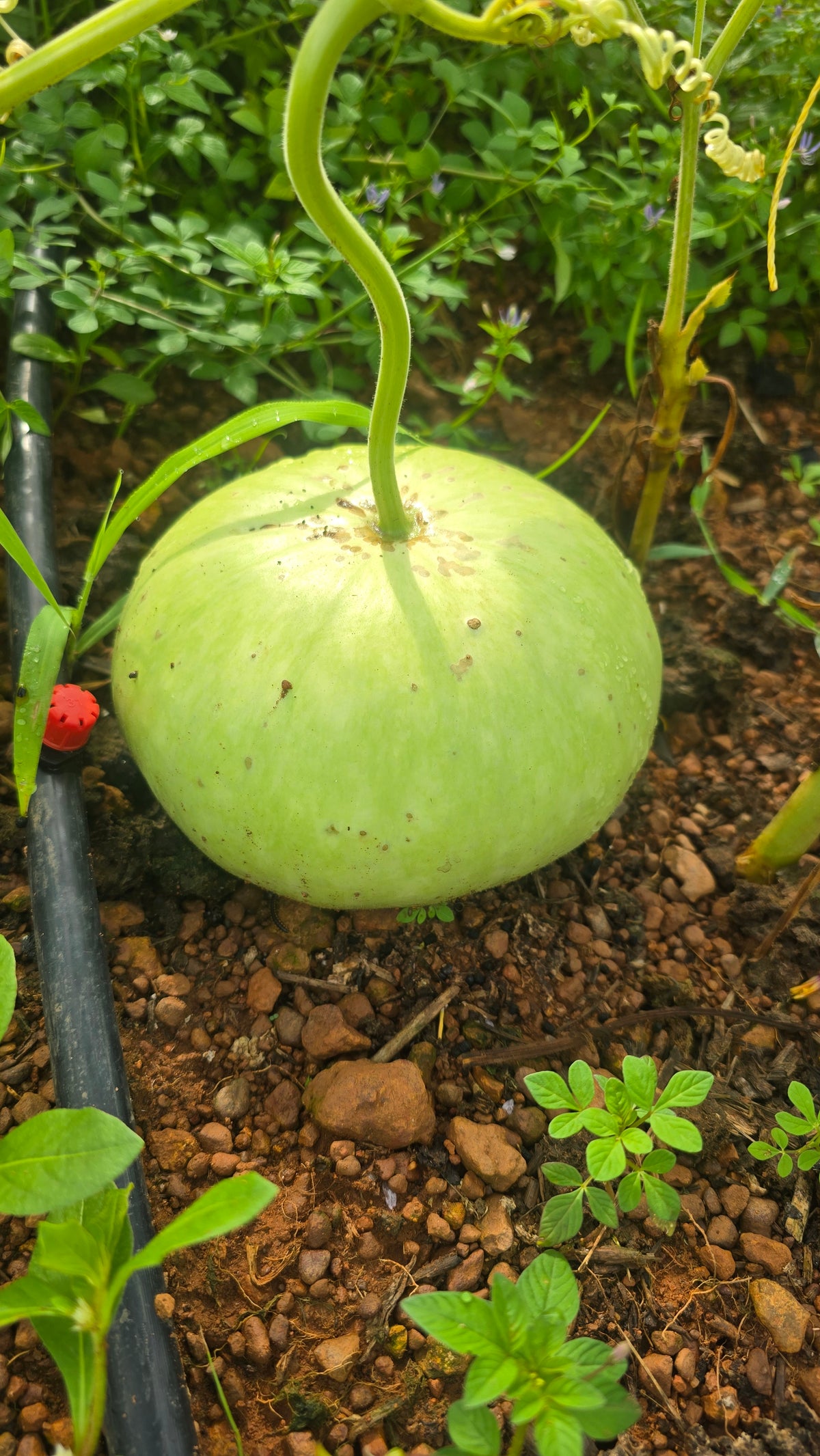 Ball Churakka (Unda Churayrakka) - Ivy Paradise