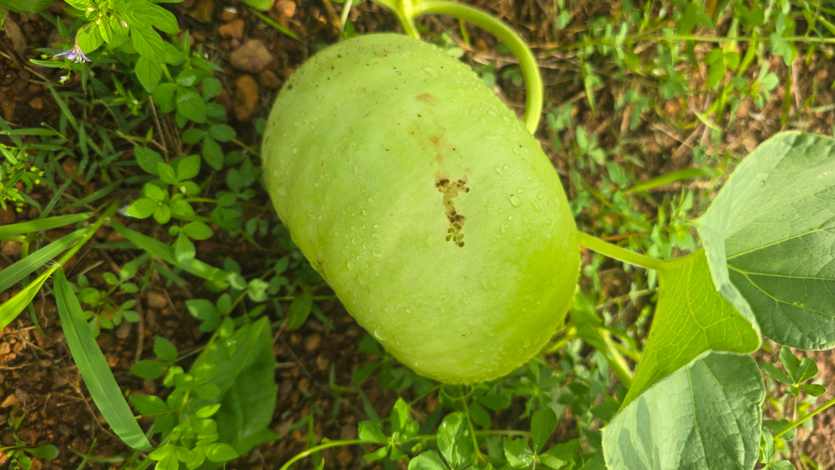 Ball Churakka (Unda Churayrakka) - Ivy Paradise