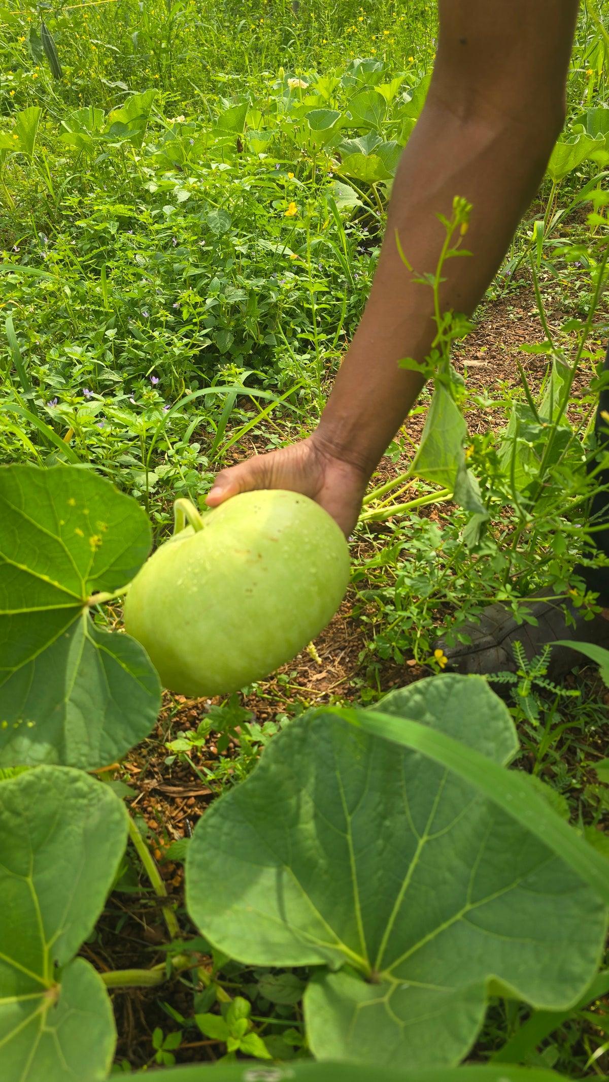 Ball Churakka (Unda Churayrakka) - Ivy Paradise