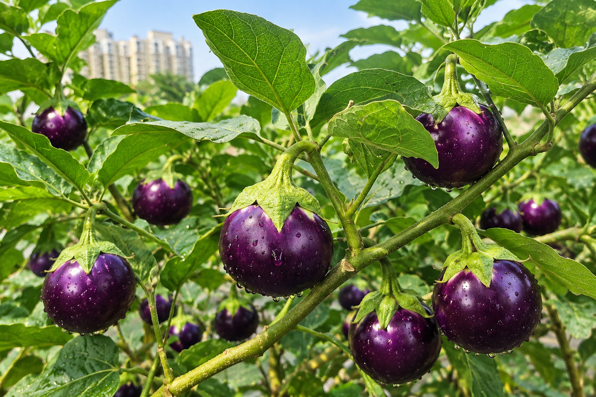 Farm Fresh Round Purple Brinjal