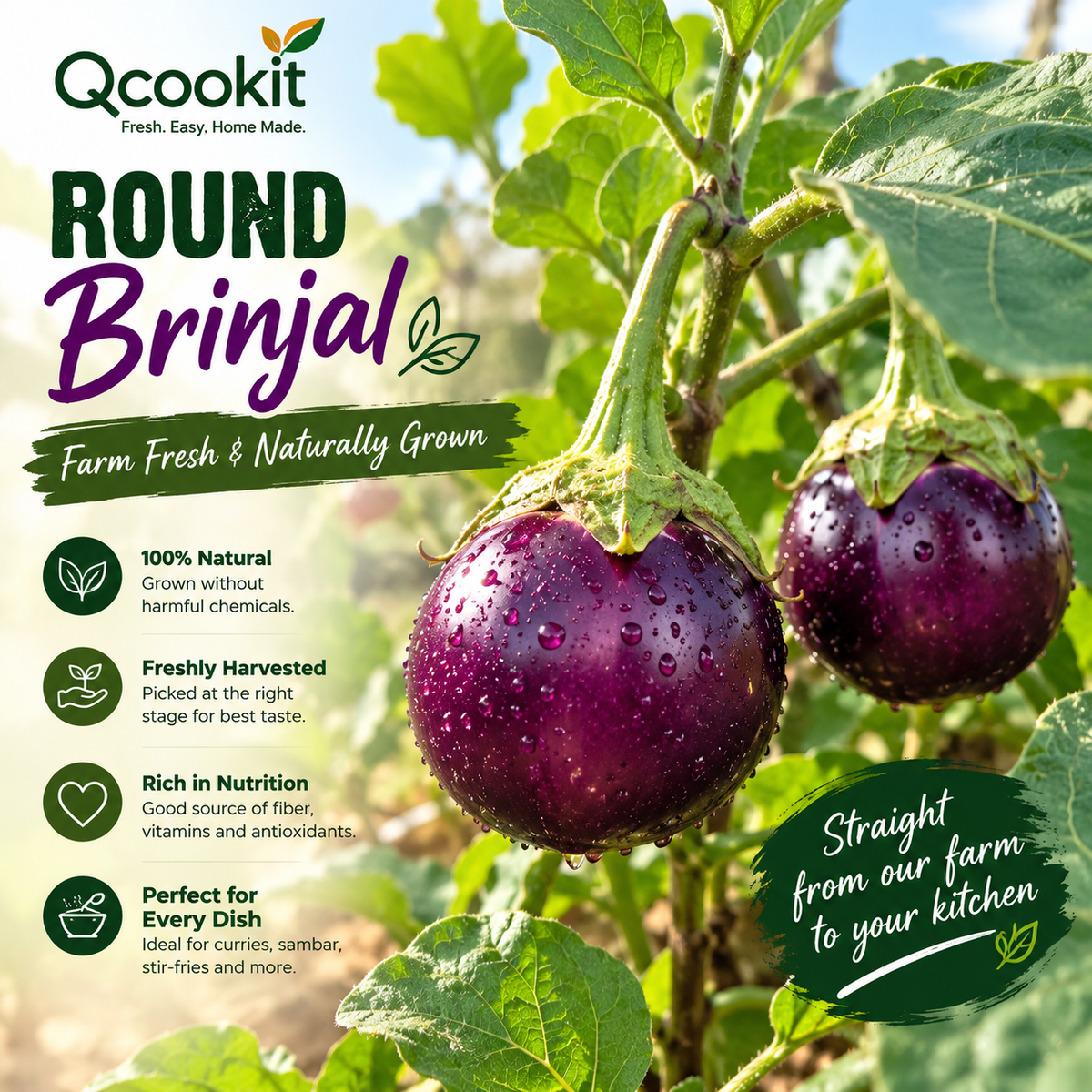 Farm Fresh Round Purple Brinjal