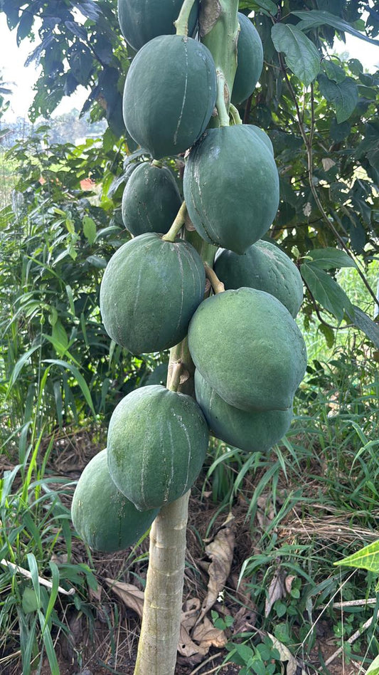 Papaya Semi Ripe