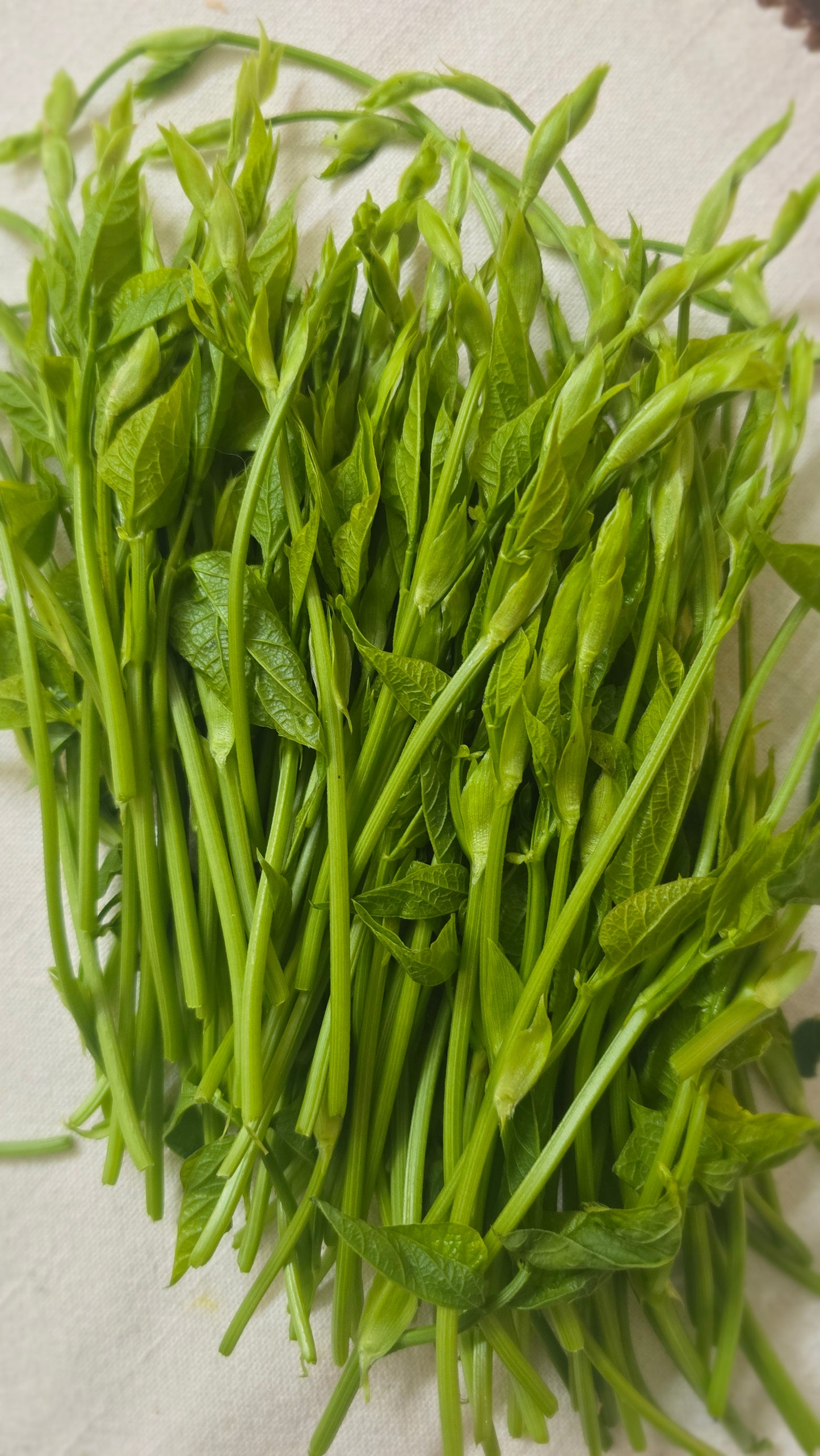 Payar Coombu- Payattu Nambu
