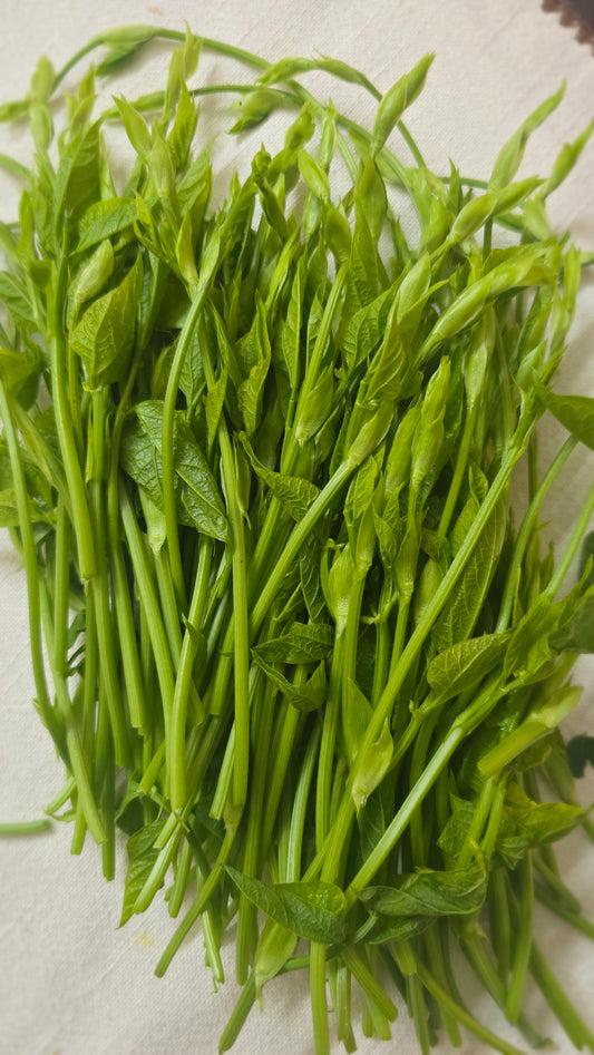 Payar Coombu- Payattu Nambu