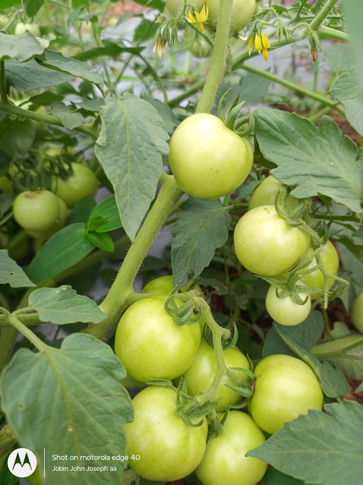 Green Tomatoes