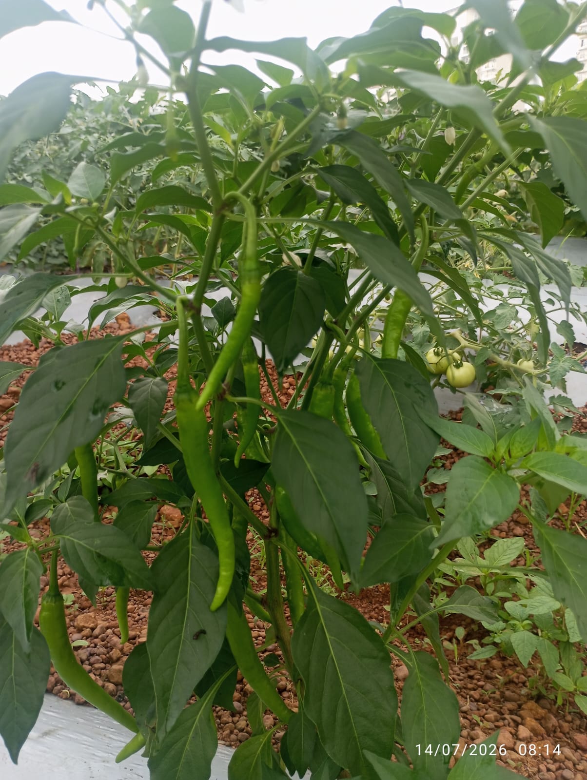 Farm Fresh Green Chilli
