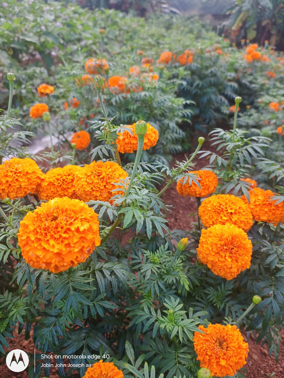 Chendumalli flower (Marigold Flower )
