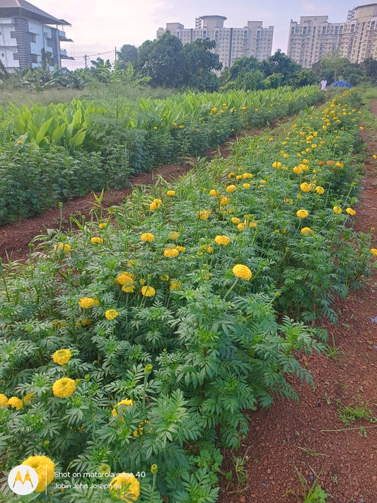 Chendumalli flower (Marigold Flower )