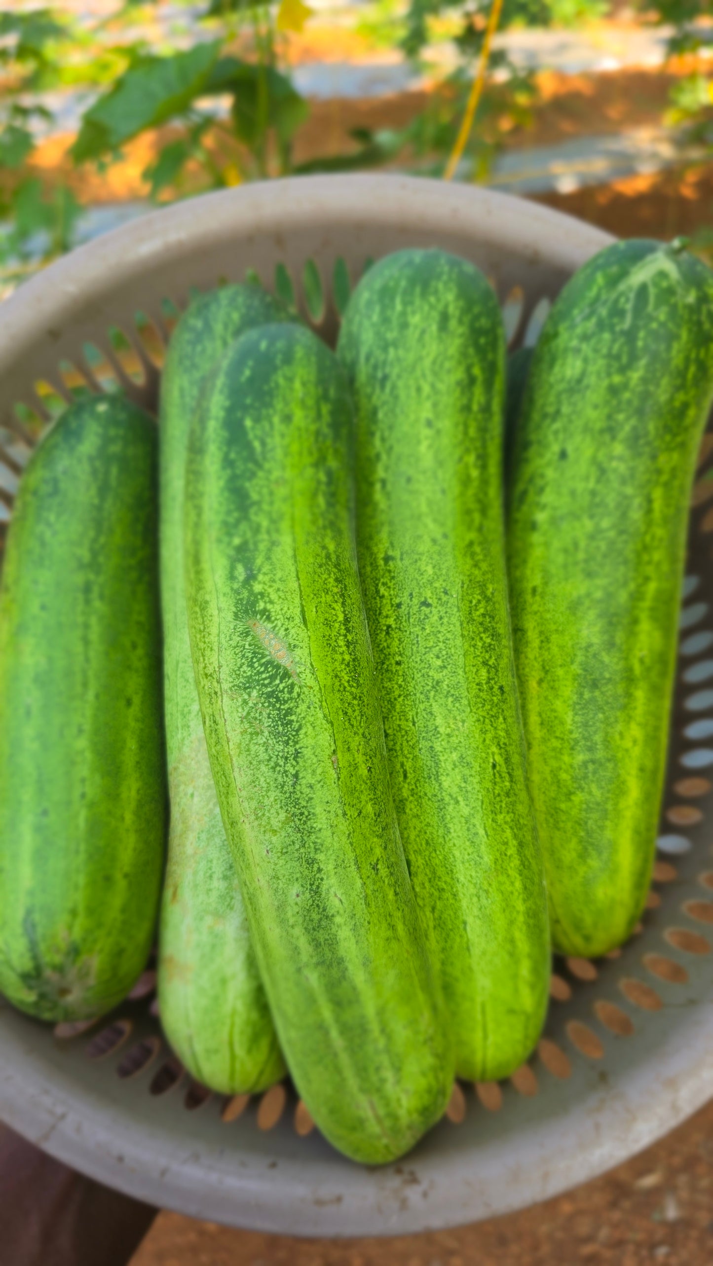 Cucumber Nadan