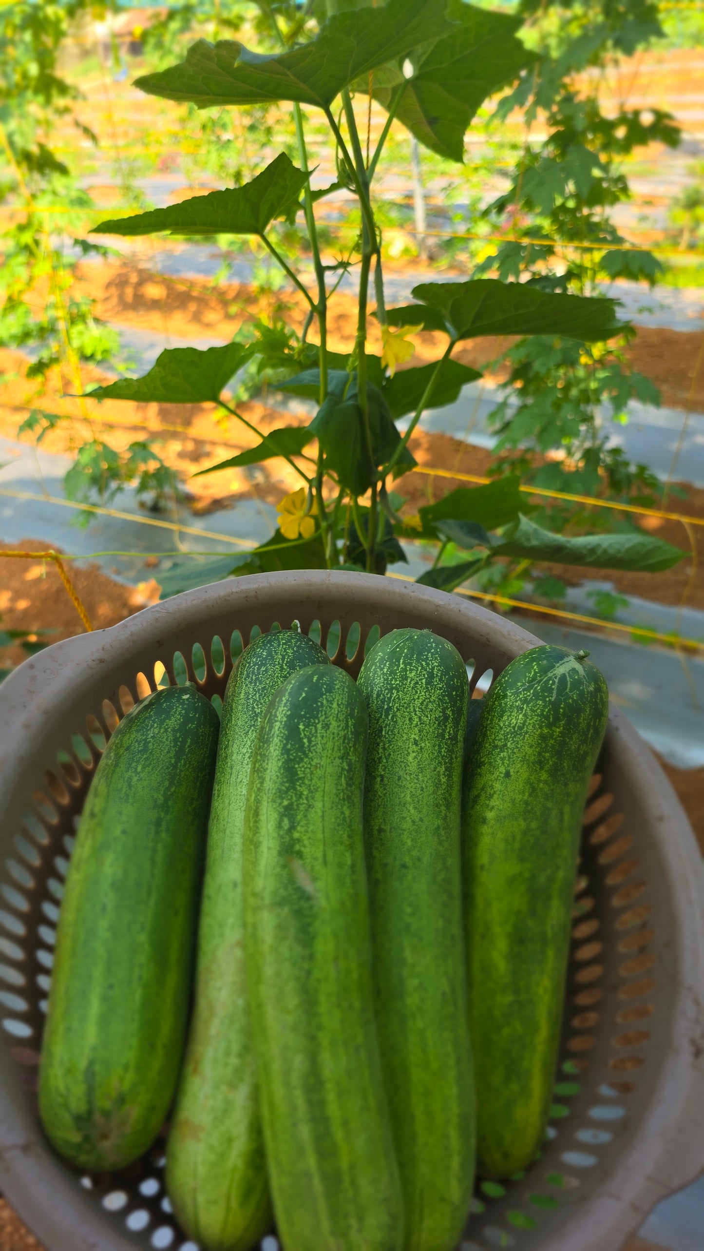 Cucumber Nadan
