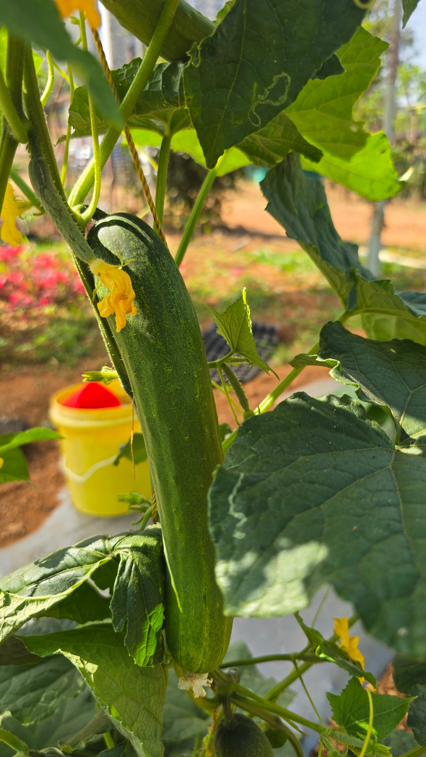 Cucumber Nadan