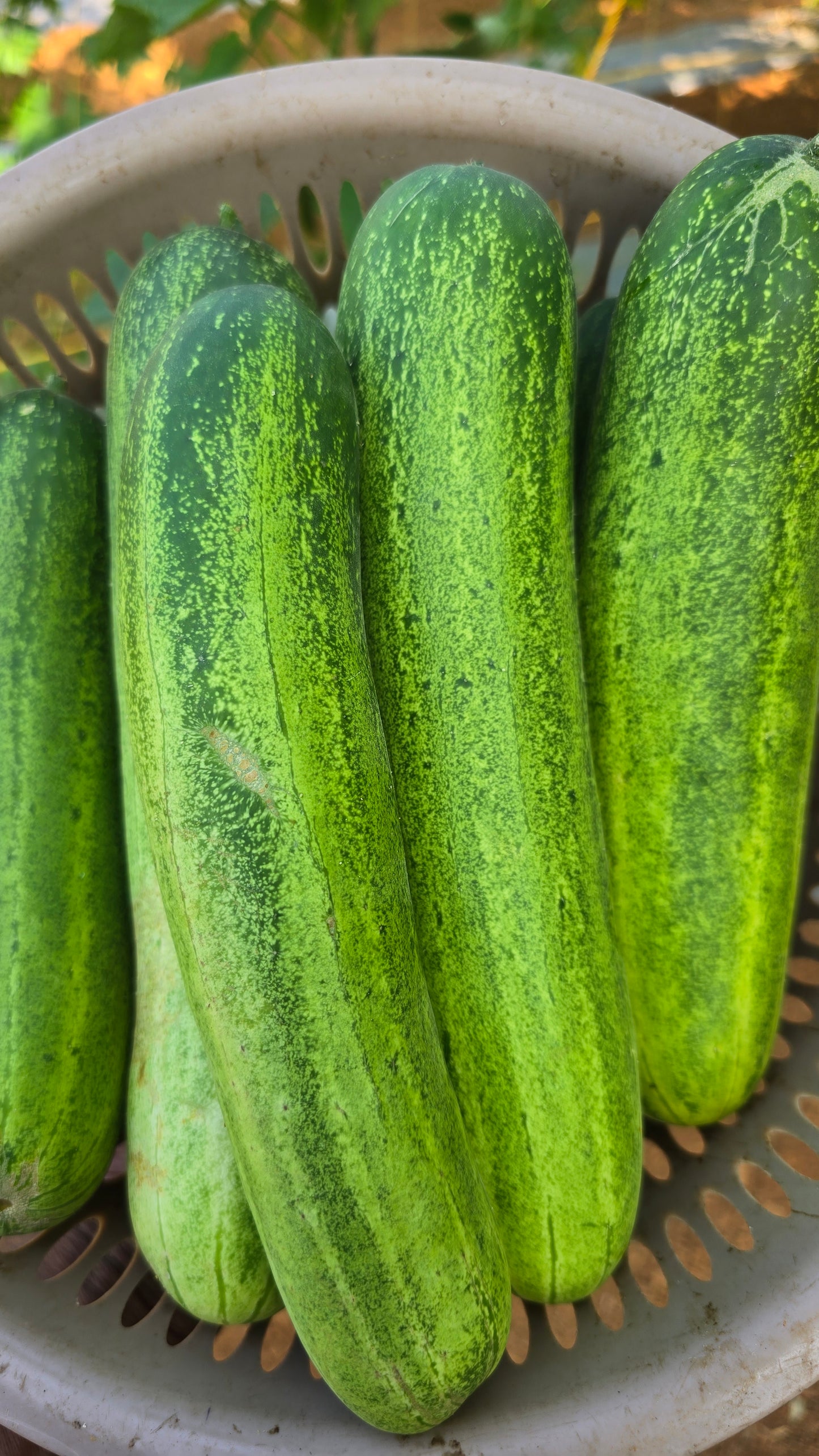 Cucumber Nadan