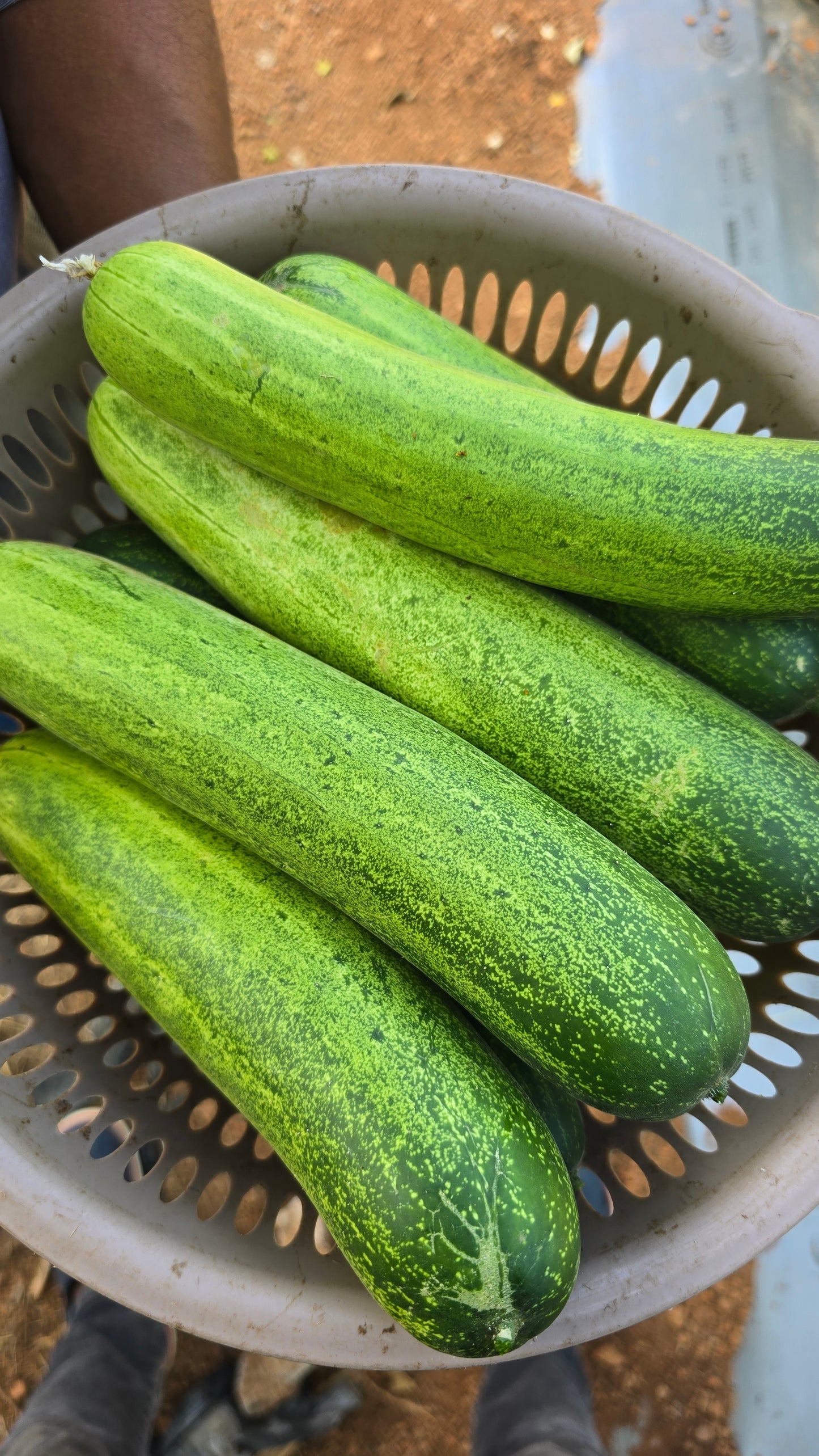 Cucumber Nadan